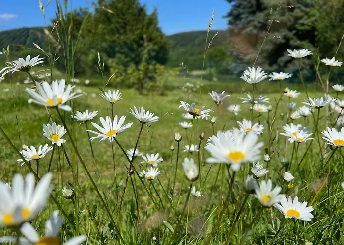 Eifelone - Panorama * Heimbach